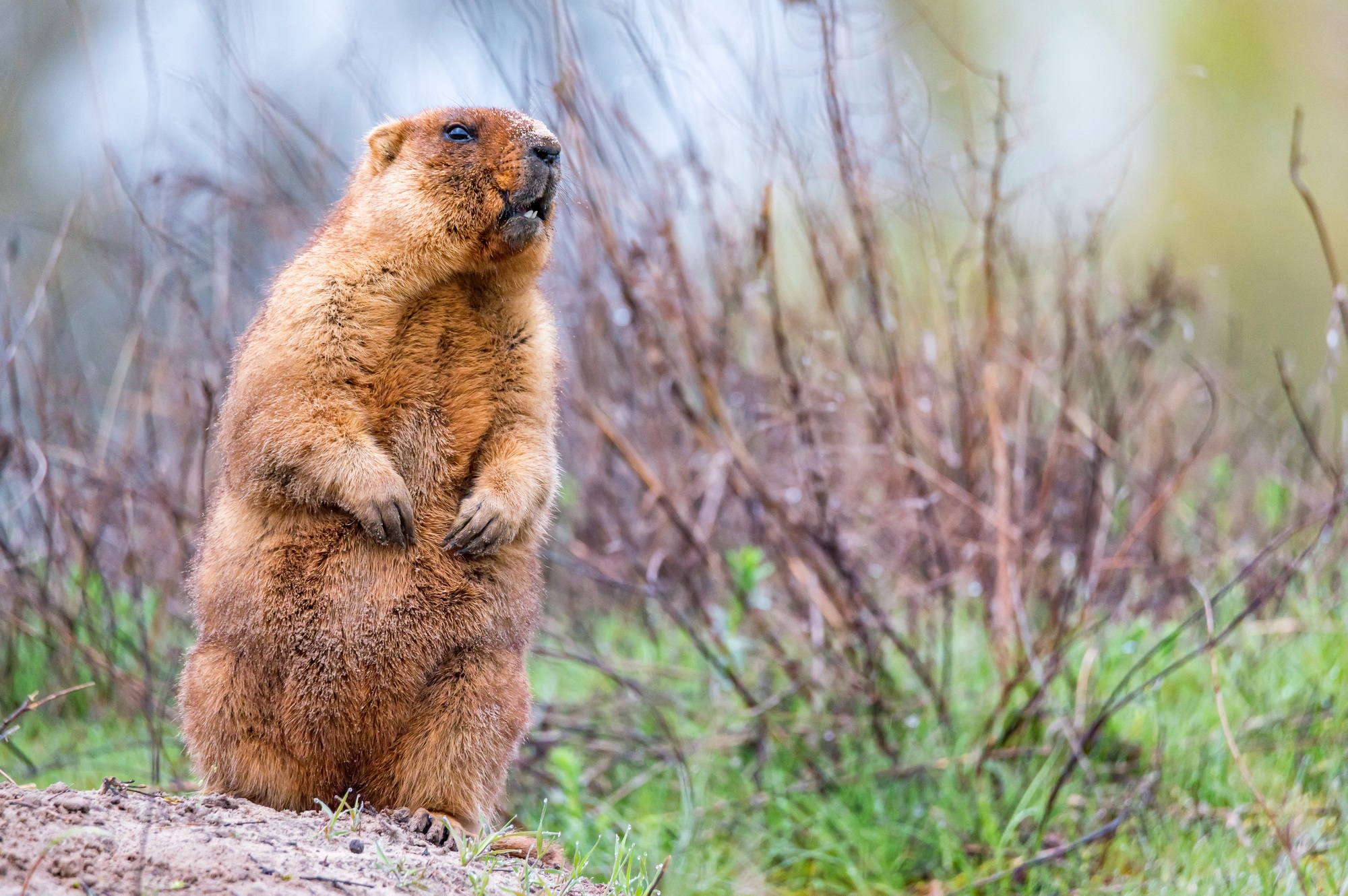 Bobak marmot or Marmota bobak in steppe